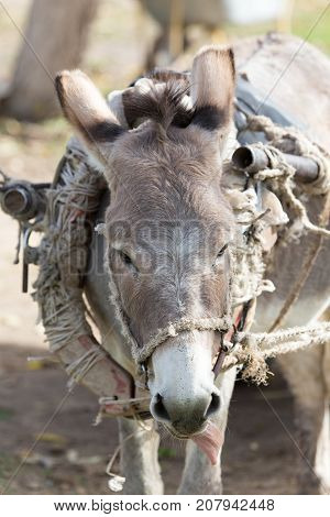 portrait of a donkey . In the park in nature