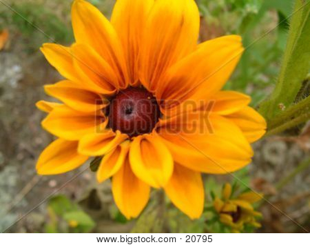 Flower In Bloom 4