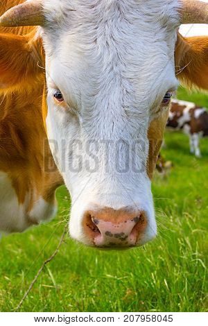 Young bull outdoors close up in sunny day