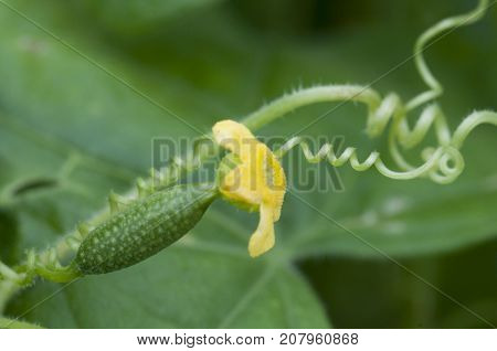 Melothria scabra, mouse melon a sweet delicious vegetable