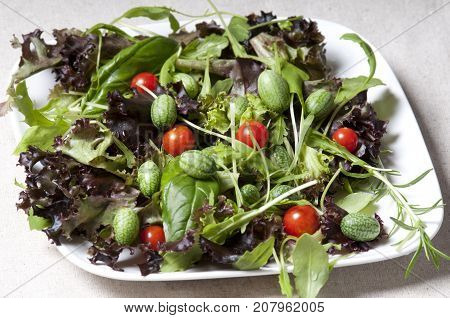 Melothria scabra, mouse melon a sweet delicious vegetable