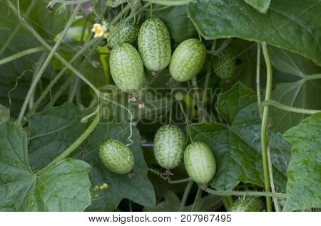 Melothria scabra, mouse melon a sweet delicious vegetable