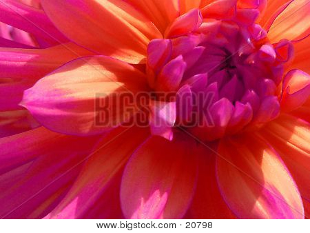 Flower In Bloom 5