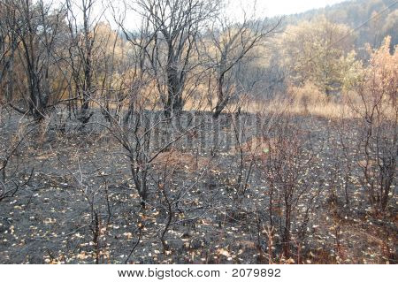 Požár, požární, důsledky