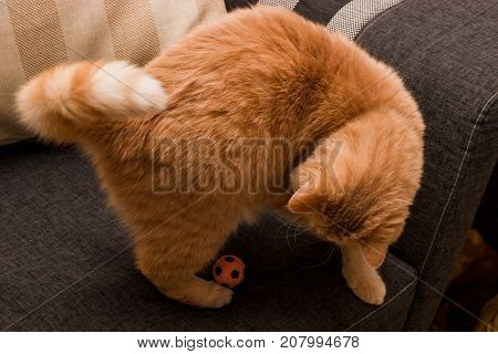 Curious red cat plays with a toy