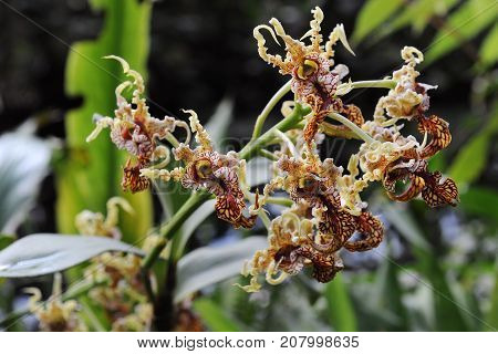 Blossom of an atypical orchid, closeup view