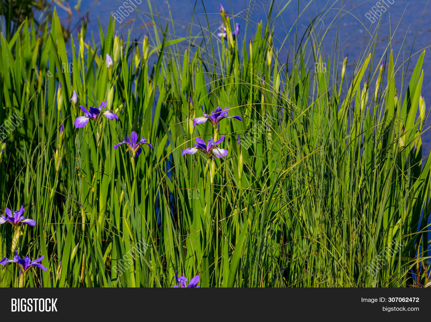 Wild Native Irises Image & Photo (Free Trial) Bigstock