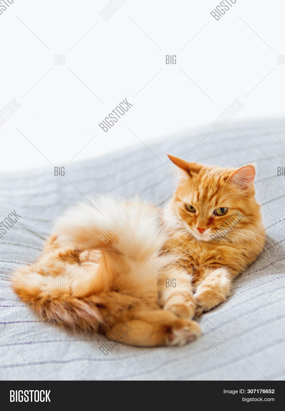 Котик гадит на постель. Почему кошка гадит на постель. Котенок гадит на кровать. Кот нагадил на кровать. Кот в кровати.