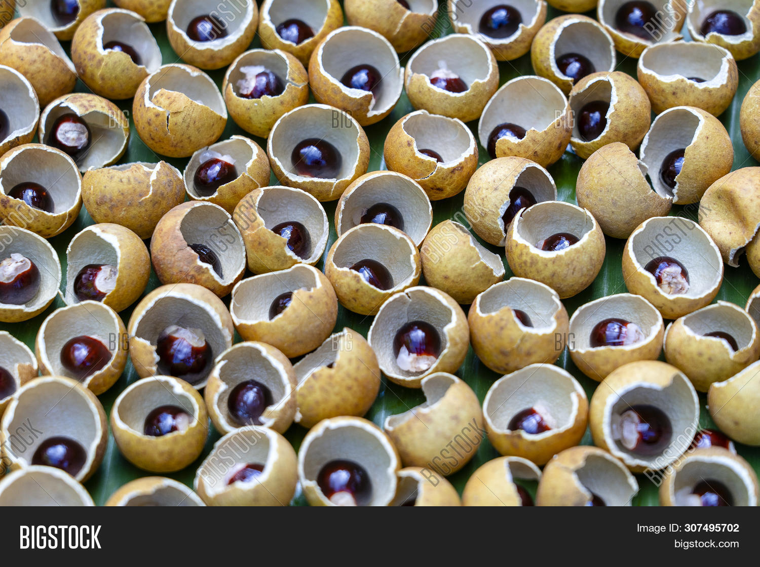 Shell Bone Thai Fruit Image & Photo (Free Trial) | Bigstock