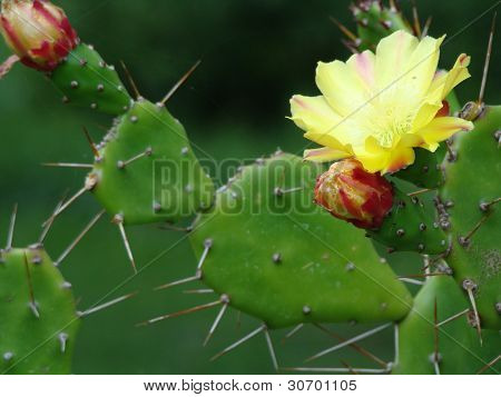 Cactus flower
