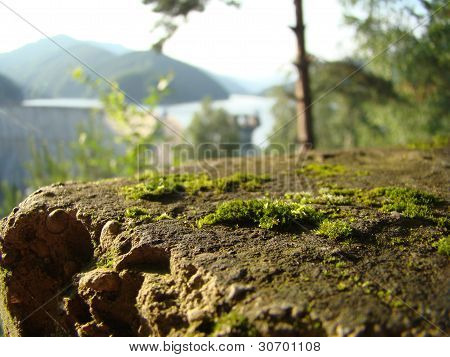 moss
