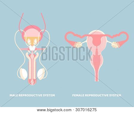 Male And Female Reproductive System, Internal Organs Anatomy Body Part Nervous System, Vector Illust