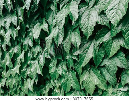 Closeup Macro Of  Virginia Creeper Plant Five-leaved Ivy With Green Leaves. Toned With Retro Vintage