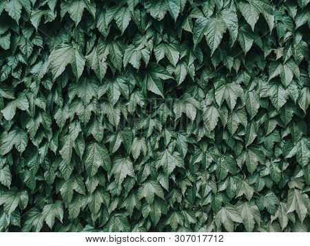 Closeup Macro Of  Virginia Creeper Plant Five-leaved Ivy With Green Leaves. Toned With Retro Vintage