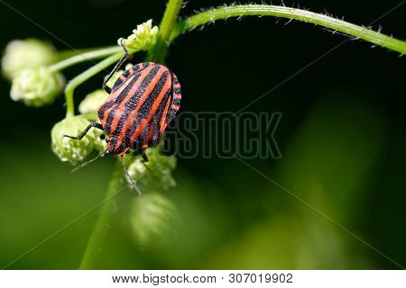 A Italian Striped Bug Graphosoma Lineatum Italicum