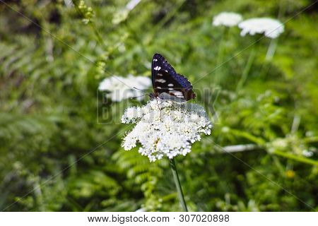 Detail Of Neptis Rivularis Ion A Meadow