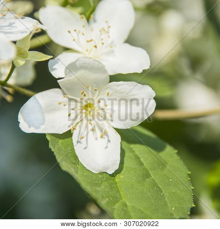 Beautiful Wild Flowers In The Forest, Under Warm Light. Natural Colors. Concept Of: Flower, Close Up