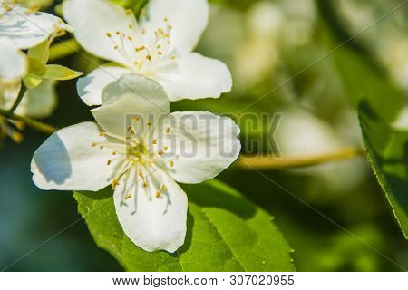 Beautiful Wild Flowers In The Forest, Under Warm Light. Natural Colors. Concept Of: Flower, Close Up