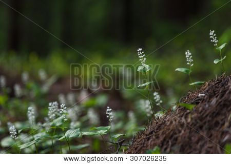 Maianthemum Bifolium