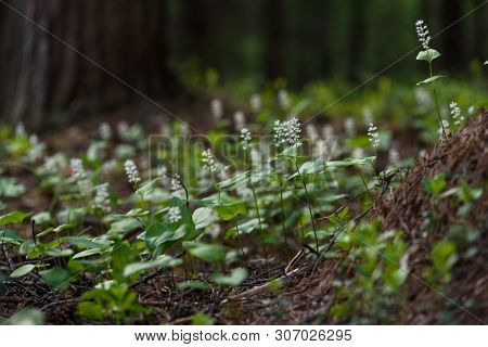 Maianthemum Bifolium