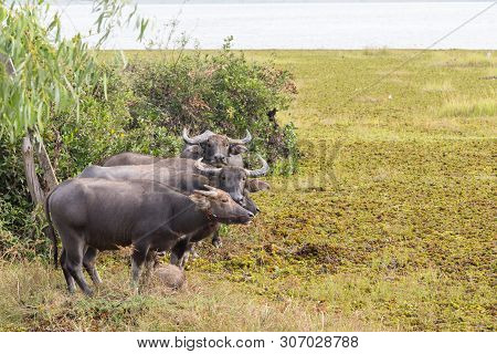 The Water Buffalo Or Domestic Asian Water Buffalo. Refreshment Of Water Buffalos. Female And Calf Of