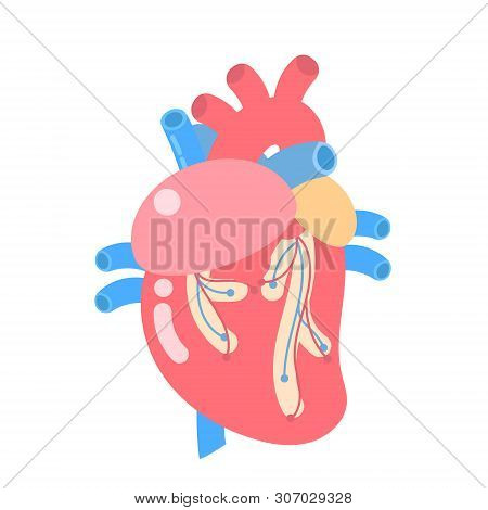 Medical Internal Organs Body Part Nervous System Anatomy Surgery Human Heart  Health Care Logo Label
