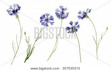 Set Of Watercolor Cornflowers On A White Background