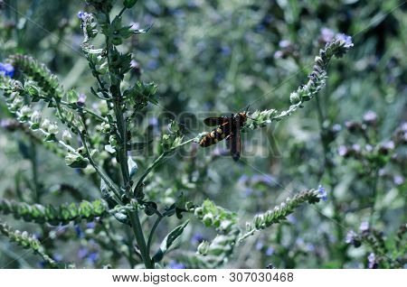 Butterflies and insects collect sweet nectar from wild wildflowers. Large selective focus.