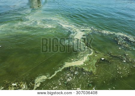 Dirty Wave With Old Dirty Algae. Dirty Seaweed Sea Surf Lines In Seaport. Dirty Sea, Environmental P