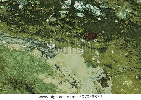 Dirty Wave With Old Dirty Algae. Dirty Seaweed Sea Surf Lines In Seaport. Dirty Sea, Environmental P
