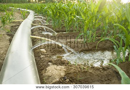 Flexible Irrigation Tubing System A Sunny Hot Day. Extremadura, Spain