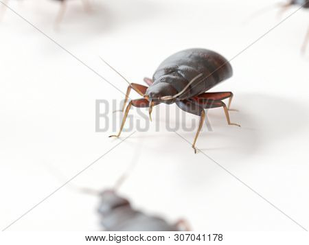 3d rendered medically accurate illustration of a bed bug on white background