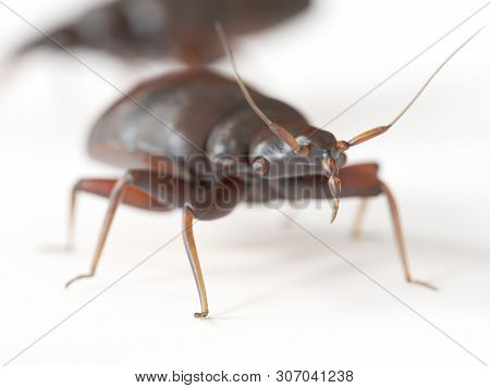 3d rendered medically accurate illustration of a bed bug on white background