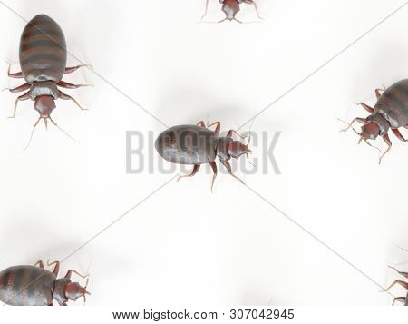 3d rendered medically accurate illustration of a bed bug on white background