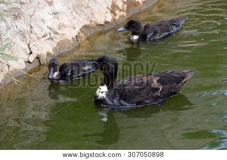 Duck family.Duck and ducklings on the pond. Eastern Europe