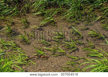 Green Plants Going With The Flow On The Bottom Of A Crystal Clear River