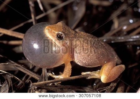 A Tiny Spring Peeper Tree Frog, Pseudacris Calling From A New Jersey Bog In Early Spring