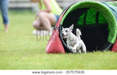 Dog Jack Russel In Agility Tunel. Amazing Day On Czech Agility Competition. They Are Middle Expert I