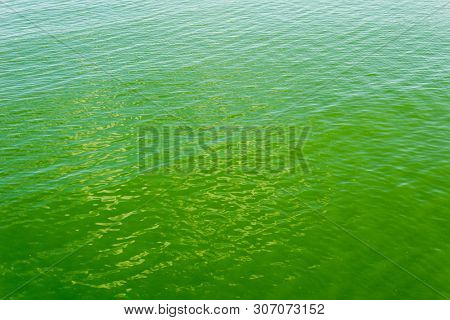 green sea with cyanobacterias. global warming.