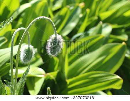 Two Delicate Fluffy Poppy Flower Buds In Garden In Sunlight On Green Background. Springtime Natural 