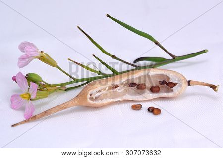 Radish Flower And Seeds In The Pod.