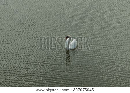 Mute Swan On Toolo Bay In Helsinki, Finland