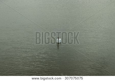 Mute Swan On Toolo Bay In Helsinki, Finland