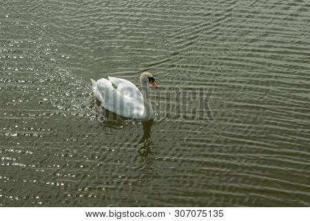 Mute Swan On Toolo Bay In Helsinki, Finland