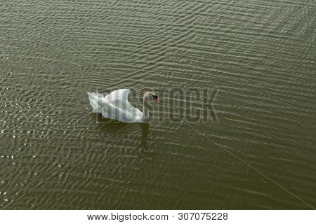 Mute Swan On Toolo Bay In Helsinki, Finland