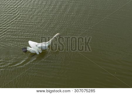 Mute Swan On Toolo Bay In Helsinki, Finland