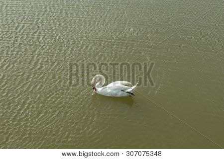 Mute Swan On Toolo Bay In Helsinki, Finland