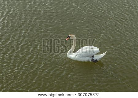Mute Swan On Toolo Bay In Helsinki, Finland