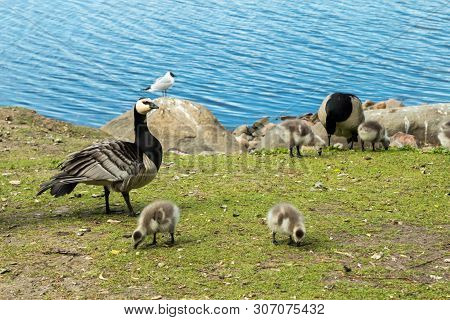 Barnacle Gooses And Goslings Walking On A Park Embankment In Center Of Helsinki, Finland