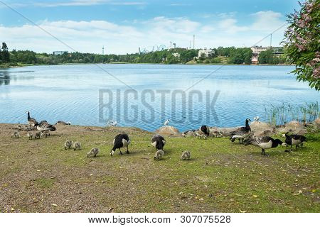Barnacle Gooses And Goslings Walking On A Park Embankment In Center Of Helsinki, Finland